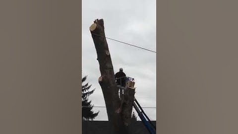 Access Tree Service LLC cutting down large tree piece by piece