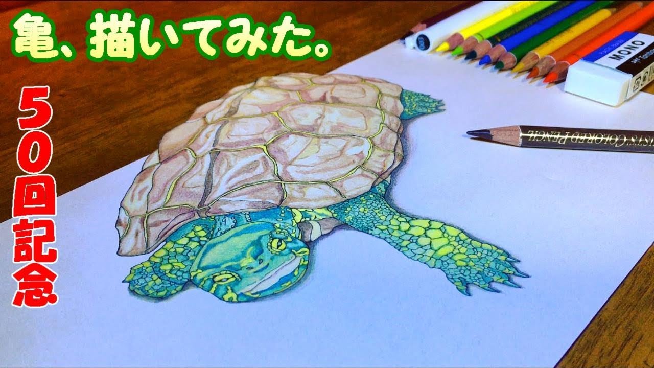 クサガメベビーつくの成長記50 亀 描いてみた クサガメ トリックアート 立体 動物 生き物 色鉛筆 Drawing Turtle 3d Illustration 亀のイラスト Youtube