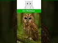 🦉 Ein Wald zum Wachsen – Der Waldkauz | Ausmalen, Schneiden, Kleben