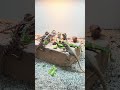 赤ちゃんトカゲ、えらい #フトアゴヒゲトカゲ #爬虫類