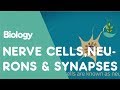 Neurons and Nerve Signals: Exploring the Nervous System's Communication Pathways