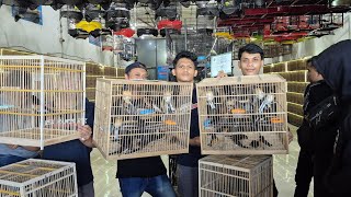HARGA MURAI MAKIN ANCUR !!! MURAI TROTOL JANTAN APBN DAN MURAI GACORAN