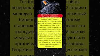 🪼Бессмертные медузы — миф или наука?  #факт #медузы  #безсмертие