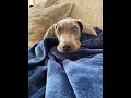 WHAT YOU NEED TO KNOW BEFORE GETTING A WEIMARANER | BLU