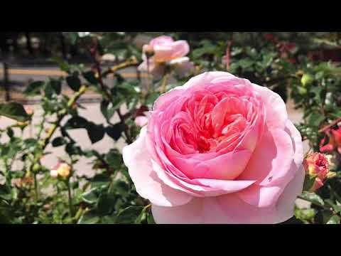 David Austin Roses in Pam&rsquo;s Garden Aug 6 2020#perfectgaren#weeksroses#davidaustinroses#climbrose