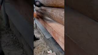 Floor repair, rotted log 🪵