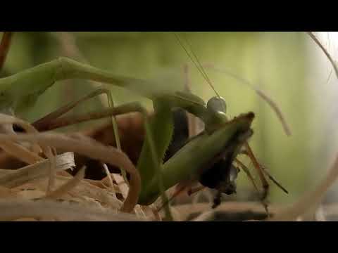 Dramatic Mantis