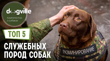 ТОП 5 СЛУЖЕБНЫХ пород собак