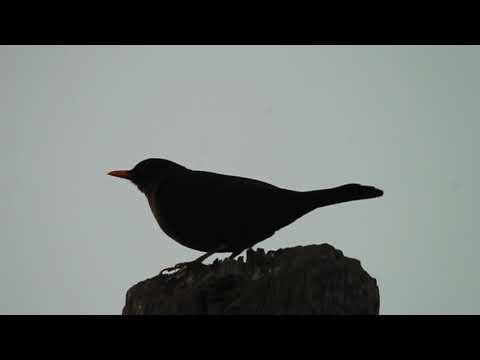 Blackbird song - Turdus merula - შავი შაშვი