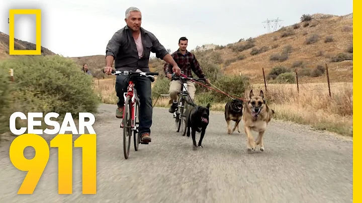 All Three Trouble Makers In Sync | Cesar 911