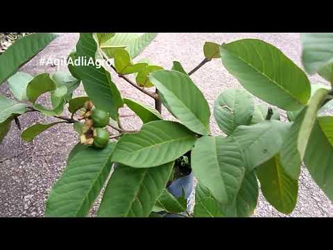 Anak Pokok Jambu Batu Kulit Merah Ada Menjual Benih Online Terbesar Di Malaysia Facebook