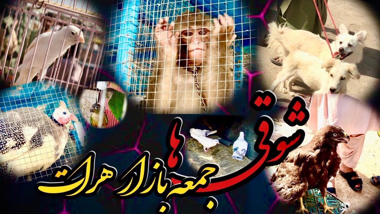 گزارشی از جمعه بازار هرات|بوزنه(شادی)|به ۵۰۰۰ افغانی😜