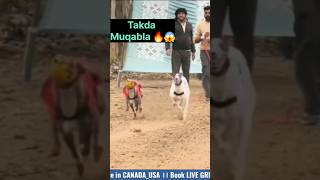 Takda Muqabla greyhound Dog ?? greyhound dog short shortsviral