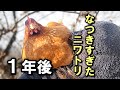 ひよこの時から愛情込めて育てたニワトリ。懐いたニワトリの1年後の変化はいかに？ 【鶏飼育】#81