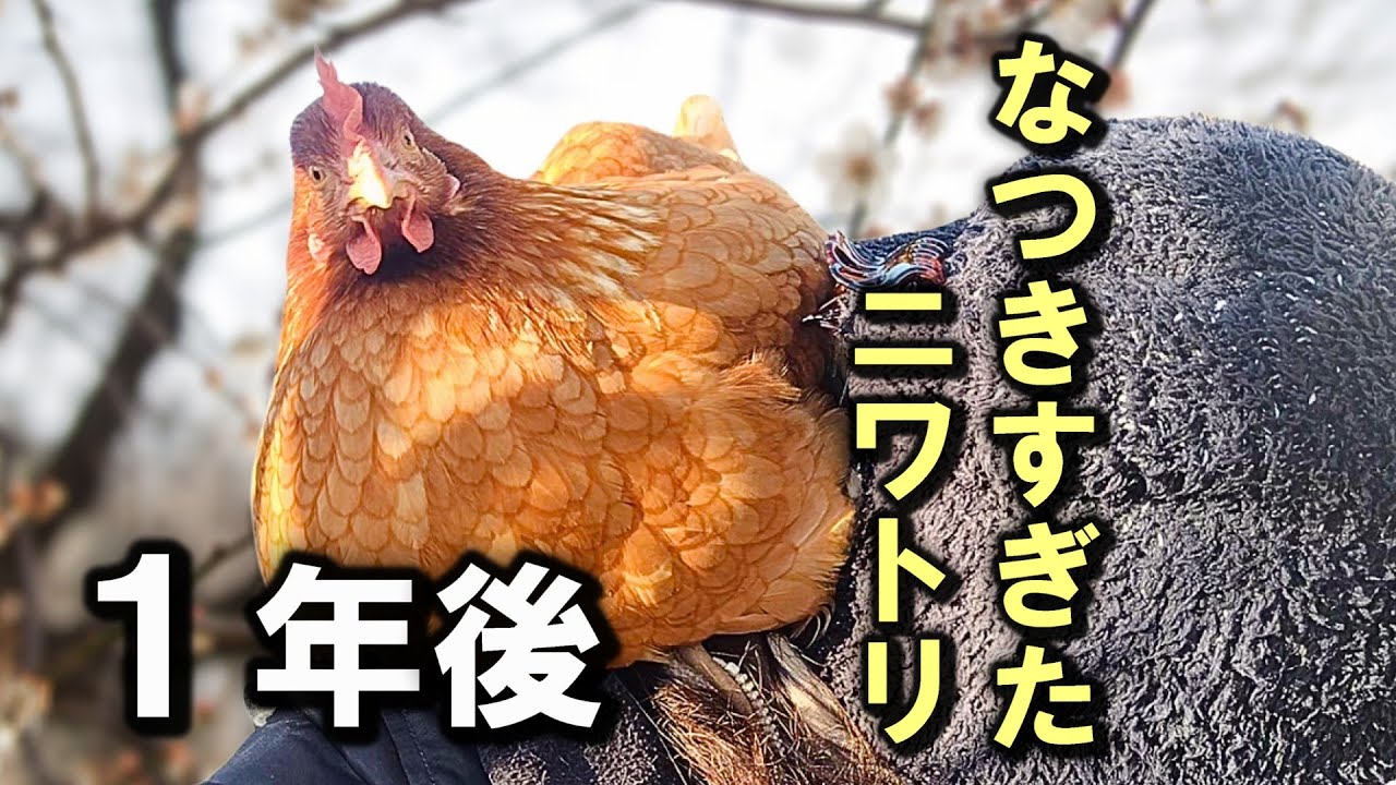 ひよこの時から愛情込めて育てたニワトリ。懐いたニワトリの1年後の変化はいかに？ 【鶏飼育】#81