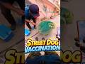Crazy Dog Catching Action In The City #dog #rescue #streetdogrevival #shorts #pets