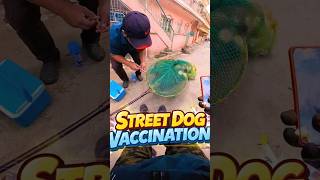 Crazy Dog Catching Action In The City #dog #rescue #streetdogrevival #shorts #pets