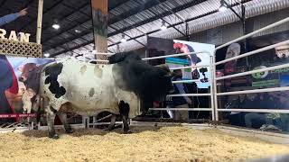 BISMARCK the Bull - sold for R1.1 million at the National Boran Auction