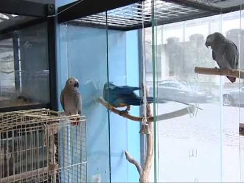 Video: Kā Padarīt Papagaiļu Māju