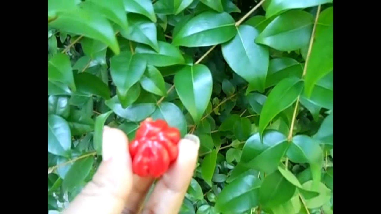 cherry tree investments v landmain 2012 surinam cherry this edible fruit cherry tree investments v landmain 2012 surinam cherry this edible fruit