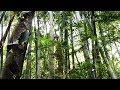 Sonidos Naturaleza | Bosque de Guadua (Bambú) Colombia