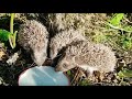 Маленькие ёжики остались без мамы🦔🦔