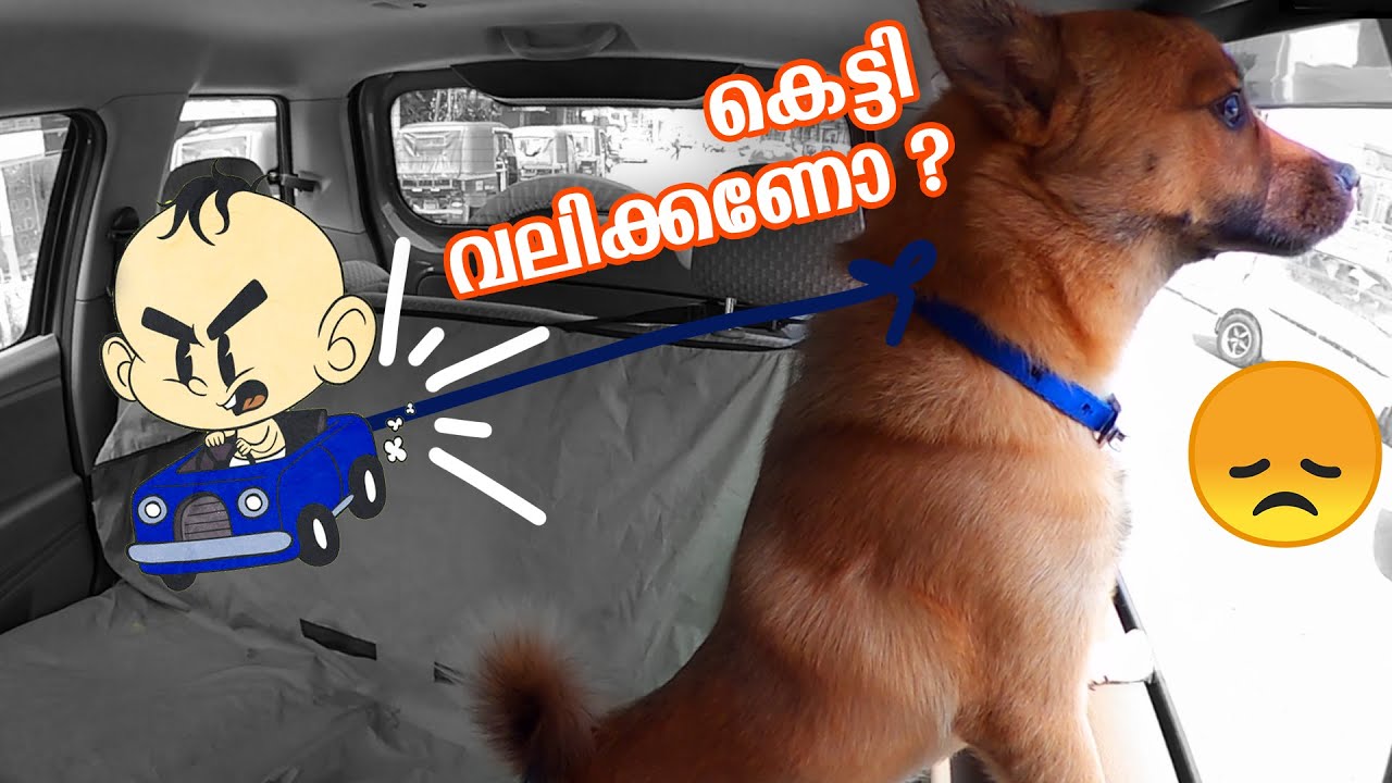 Reacting to Cruelty Against Dog At Kerala | Dog Tied To Car, Dragged On ...