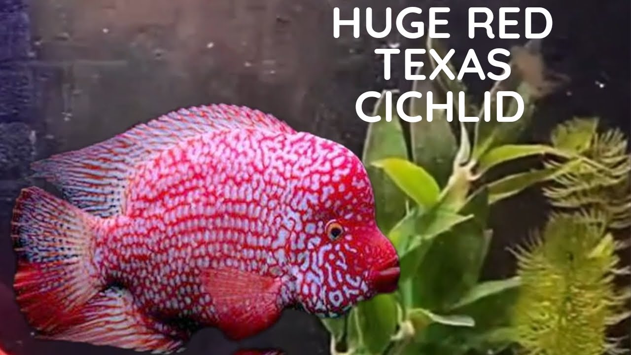Huge Red Texas Cichlid