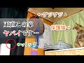 ギャー😱ゲジゲジ‼️保護猫と夏の天敵が対面した結果…