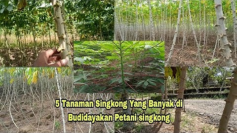 5 Jenis Singkong Beserta Keunggulan nya ||Jenis Jenis Singkong Varietas Unggul ||