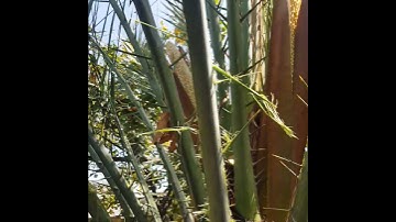 Getting ready to pollinate #datepalm  #pollinations #pollinators