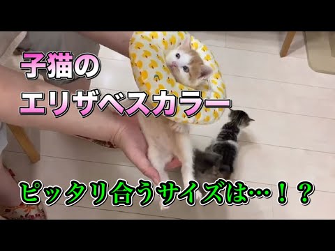 子猫のエリザベスカラーの作り方 Cone Collar For Kittens Youtube