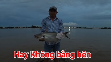 A Quốc câu vồ đém bằng mồi tép rong [ Lên con 4,6 kg ]