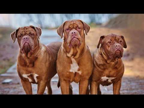 Vídeo: Qual é O Melhor Nome Para Um Cachorro Grande