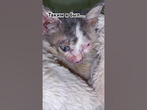 Котенок Витя, спасенный с завода где его хотели отравить - YouTube
