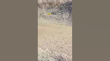 سمك #القرآن_الكريم #القران_الكريم #راحة_نفسية #سورة_البقرة #آية_الكرسي