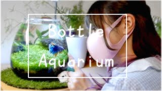 グラスアクアリウムでベタ水槽を立ち上げ❀淡水魚水槽 aquarium