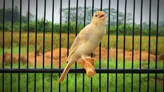 Chants de canaris de haute qualité | Collection de voix naturelles