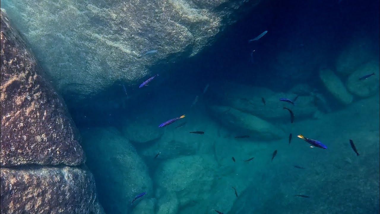 Swimming With Cichlids - Cyprichromis - Katondo