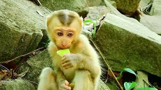 Cute Baby Animals Monkey Eating Food So Very Well by Baby Monkey 432 views 1 month ago 9 minutes, 12 seconds