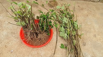 Bán cây giống an xoa tím sdt 0702567999