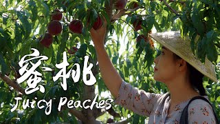 「One Fruit for a Table」 Juicy Peaches - Peach Fragrance from Summer