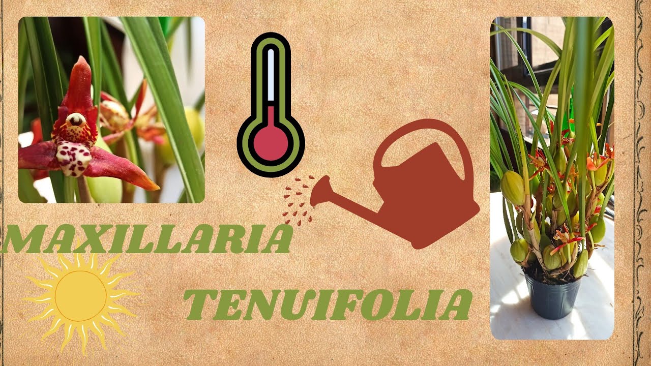 NUEVA ORQUIDEA  MAXILLARIA  TENUIFOLIA