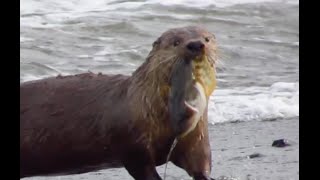 River Otter Eats Sculpin