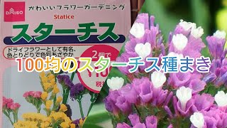 100均のスターチスの種をまいてみた Youtube