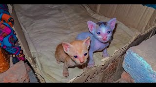 Baby cat videos cats funny video. Cute cats video.