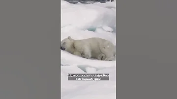 الدب القطبي معلومة في دقيقة 