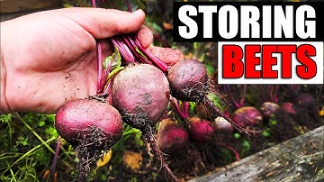 How To Store Your Beets - Garden Quickie Episode 179
