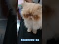 Gato que tem pai é mais feliz #gatos #pets #shorts #shortsfeed #feedshorts #youtubeshorts #ytshorts