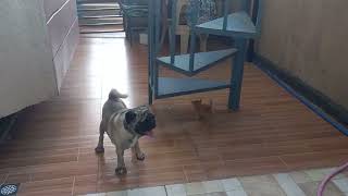 pug have new friend